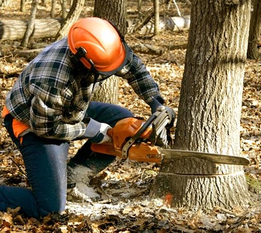 Tree Removal in Glen Flora, TX